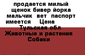 продается милый щенок бивер йорка мальчик. вет. паспорт имеется  › Цена ­ 7 000 - Тульская обл. Животные и растения » Собаки   
